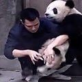 超可愛！！熊貓不想吃藥竟跟飼育員摔角！！其中一隻還不小心被過肩摔..