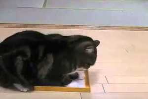 主人把貓睡覺的箱子偷偷換掉之後... 笑死我了！！