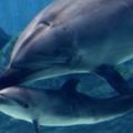 海豚媽媽在水族館親子殺死剛生下的寶寶，原因就是不想幼子一輩子被囚禁取悅觀眾！