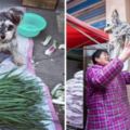 這隻雪納瑞「媽媽不讓跟著去賣菜就會哭」，7年來牠的日常把大家都暖哭到亂七八糟啊！