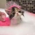 貓咪乖乖戴浴帽洗澡，血槽已空，這麼聽話，一定是假貓！