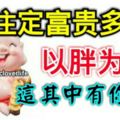 這些生肖以胖為福，註定富貴多金，這其中有你麼？