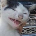 網友在機蓋中找到了一隻貓咪，貓咪見被發現，立馬開始壞笑