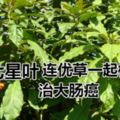 大腸癌可以七星葉連優草一起榨喝下去有幫助