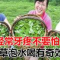 經常牙疼不要怕，農村此草泡水喝有奇效