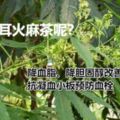 血管堵住了，用一杯茶，徹底降壓、降脂、清理血管垃圾