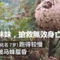 兩姐妹被群蜂蜇7歲妹妹當場被蜇昏，搶救無效身亡