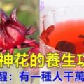 洛神花泡水喝有6大好處，但醫生提醒這種人千萬別喝。【教你自製洛神花茶】