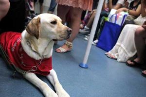 導盲犬上公車卻被中年婦女羞辱叫牠「很臭快滾下車」，這時司機的霸氣作法讓全車乘客都挺他！