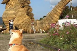 網友帶柴犬參觀稻草人展看到「神還原哥吉拉」，結果呆萌柴柴立馬模仿的「柴吉拉姿勢」讓人笑瘋啊！