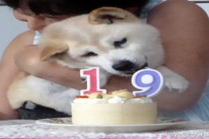 日本一隻年近20歲柴犬的日常，當狗狗老了你還願意照顧它嗎？