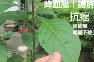 南非葉可護肝，有朋友吃了數月葉子，膽固醇明顯下降」保肝抗癌降三高