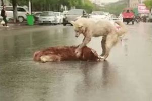車來車往的馬路上，狗狗因為救不了受傷的同伴，在雨中絕望痛哭