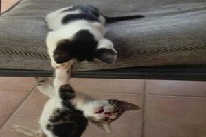 兩只貓咪在客廳玩，突然主人聽到一聲慘叫，趕過來一看笑噴了！