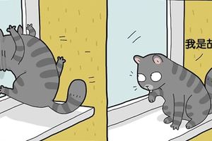 一日為奴，終身為奴！18張「貓奴的日常漫畫」給想要養貓的人知道生活會有什麼樣的改變！