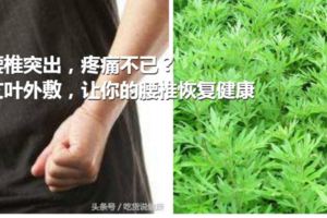 腰椎突出，疼痛不已？艾葉外敷，讓你的腰椎恢復健康