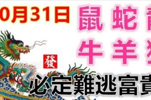 10月31日生肖運勢_鼠、蛇、龍大吉