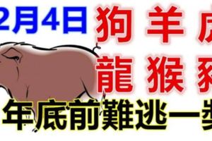 12月4日生肖運勢_狗、羊、虎大吉