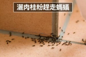 一用蟑螂全部出走　7個「讓害蟲自動遠離你家」的天然驅蟲法