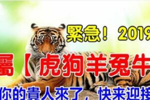 緊急！2019年，屬【虎狗羊兔牛】的人，你的貴人來了