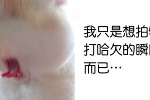 奴才們造反啦！推特瘋傳「貓主子崩壞照」　奇蹟醜照越玩越母湯