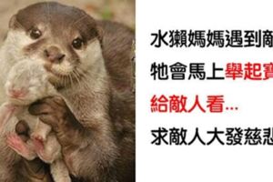 灰熊天生是媽寶！　20個「大男人也會被萌到尖叫」的動物本性