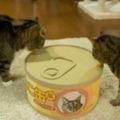 貓咪發現主人新買的巨大貓罐頭後好奇的鑽進去​​沒想到下一瞬間竟…