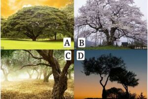 哪顆樹最有靈性？測試你的善良會有什麼福報？