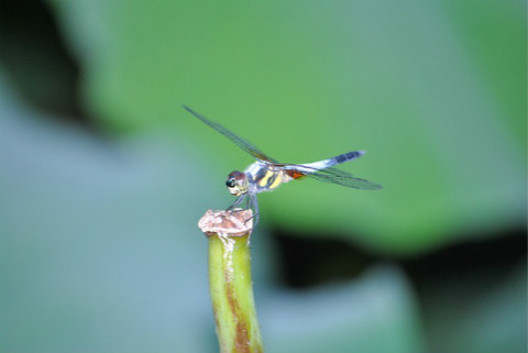 dragonfly-1139477_640_meitu_4.jpg