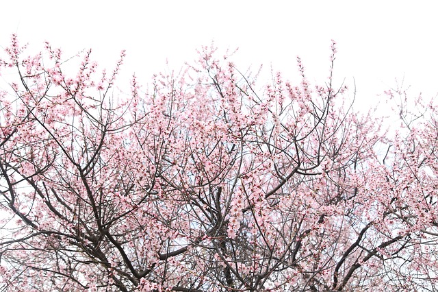 peach-blossom-479792_640.jpg