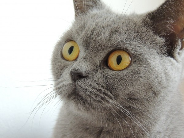 cat-eyes-view-face-animal-home-british-shorthair.jpg