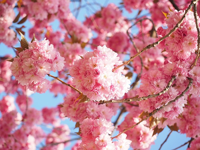 cherry-blossom-1260646_640.jpg