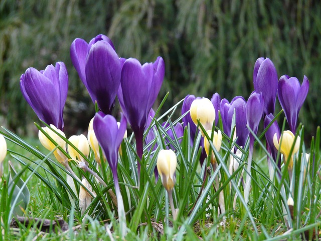 crocus-3339_640.jpg