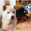 「狗遇到地震有什麼反應?」這名日本網友分享毛小孩遇震實況笑瘋所有人:一秒噴笑