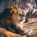 為什麼那麼多人喜歡獅子？