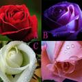 測試：選一朵玫瑰花，測你會在哪個季節遇到真愛？