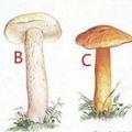 心理測試：4顆蘑菇，你覺得哪顆是毒蘑菇？測你看人眼光准不准
