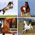 心理測試：從4匹駿馬中選出最喜歡的1匹，測出你現在的人生處境！