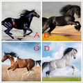 心理測試：4匹馬哪隻是千里馬？測你有辦大事的潛力嗎？