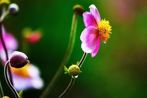 海百合每日星語｜0317巨蟹座容易衝動；摩羯座非常開心