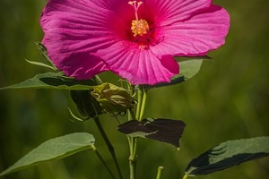 4.8日星座運勢預報：白羊愛需勇氣，雙子桃花朵朵開