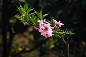 海百合每日星語｜0519巨蟹座跑東跑西；射手座非常幸運