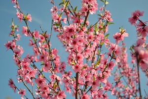 海百合每日星語｜0721處女座想法過多；天蠍座充滿鬥志