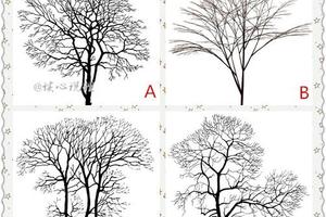 心理測試：四棵樹哪個已經枯死，測試你這輩子可能背叛多少人？