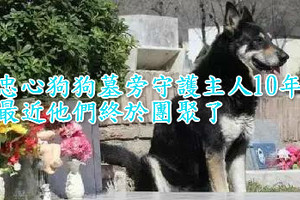 忠心狗狗墓旁守護主人10年，用生命詮釋忠誠，最近他們終於團聚了