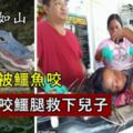 男孩被鱷魚咬住父親情急之中猛咬鱷魚腿，才把兒子救了下來