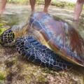 小琉球海龜遭「魚叉穿背部」　目擊者心碎：牠趴在石頭一直想呼吸