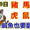 1月29日生肖運勢_豬、馬、狗大吉