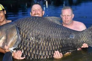大到不可思議！男子奮戰80分鐘竟釣上一隻「105kg罕見巨鯉」立刻刷新世界紀錄！