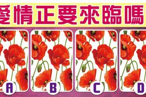 春季愛情限定【罌粟花牌占卜】愛情正要來臨嗎?